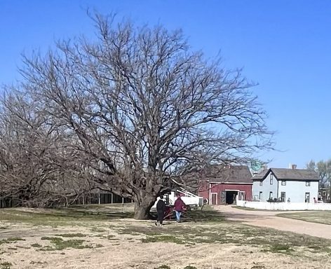 Trimming the Outfield Tree